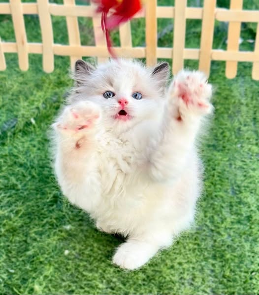 Ragdoll