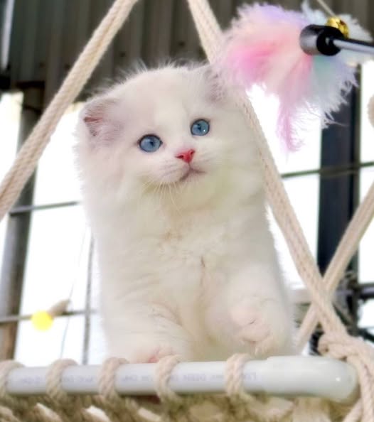 Ragdoll