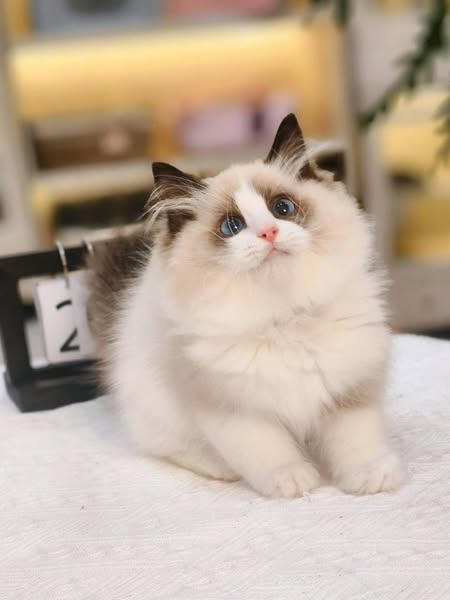 Ragdoll