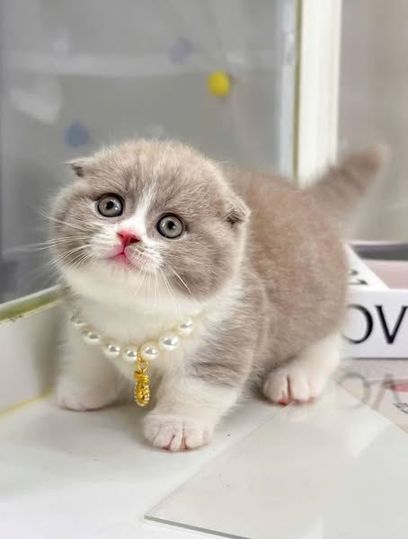 Munchkin Fold