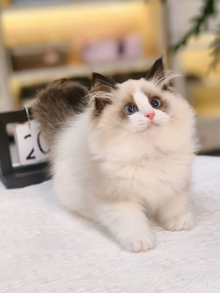 Ragdoll