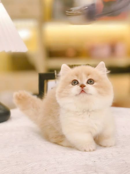 Munchkin Longhair