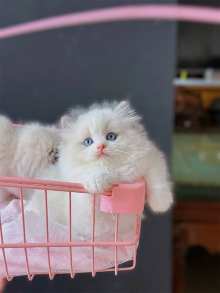 Ragdoll