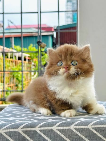 Munchkin Longhair