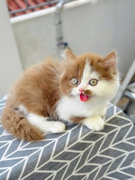 British Longhair