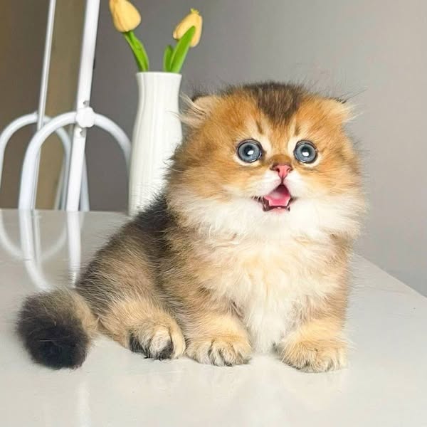 Munchkin Fold Longhair