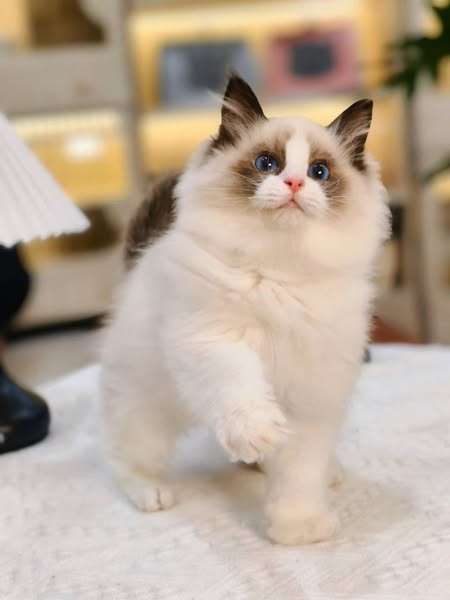 Ragdoll