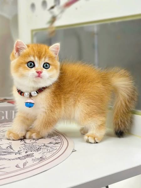 British Shorthair