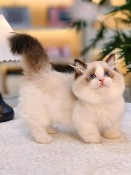 Munchkin
