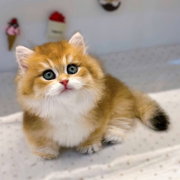 Munchkin Longhair