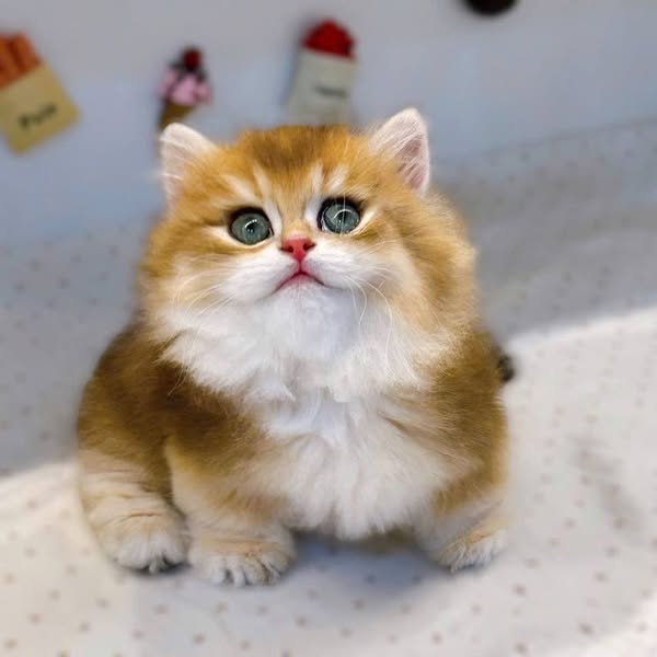Munchkin Longhair