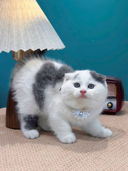 Scottish Fold