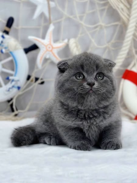 Scottish Fold