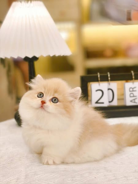 Munchkin Longhair