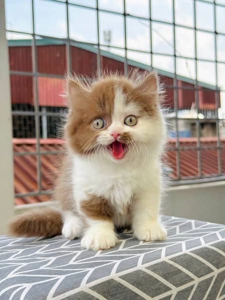 British Longhair