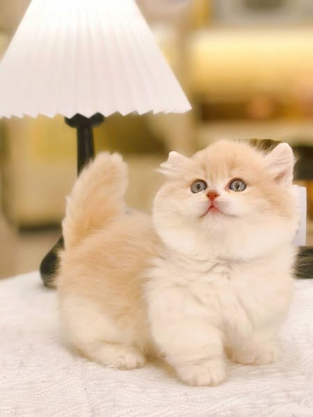 Munchkin Longhair