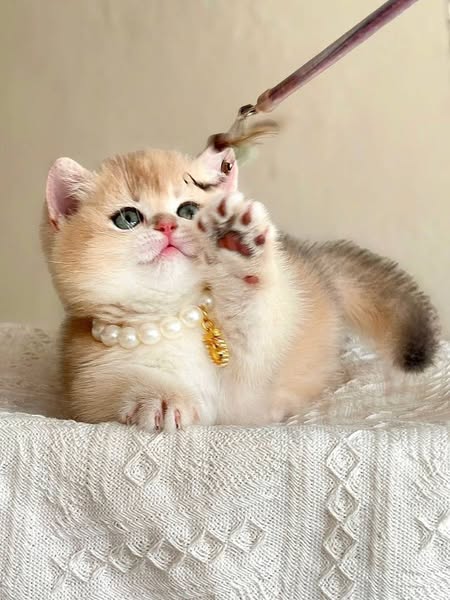 Munchkin