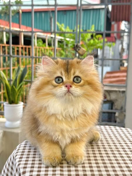 British Longhair