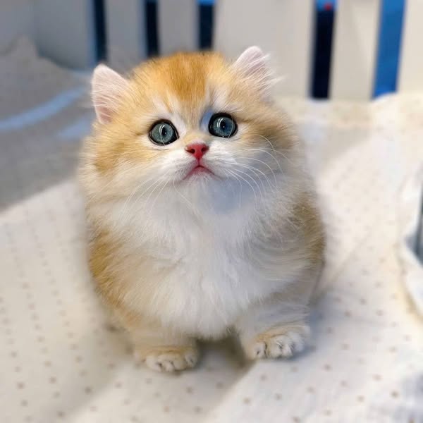 Munchkin Longhair