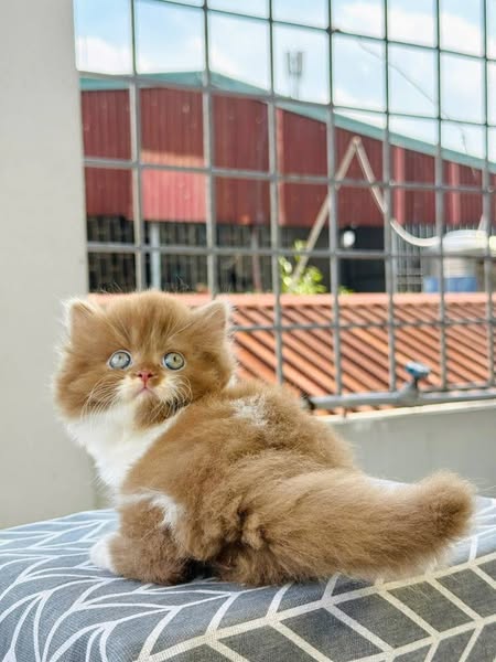 Munchkin Longhair