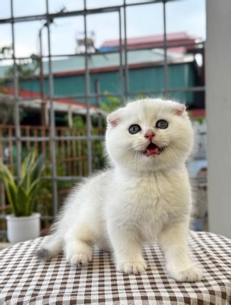Scottish Fold