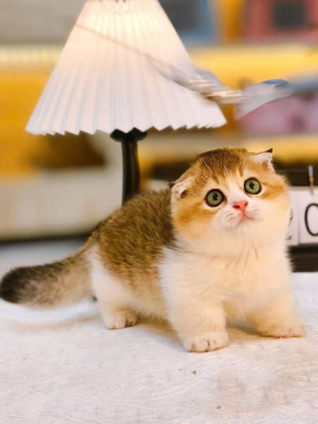 Munchkin Fold