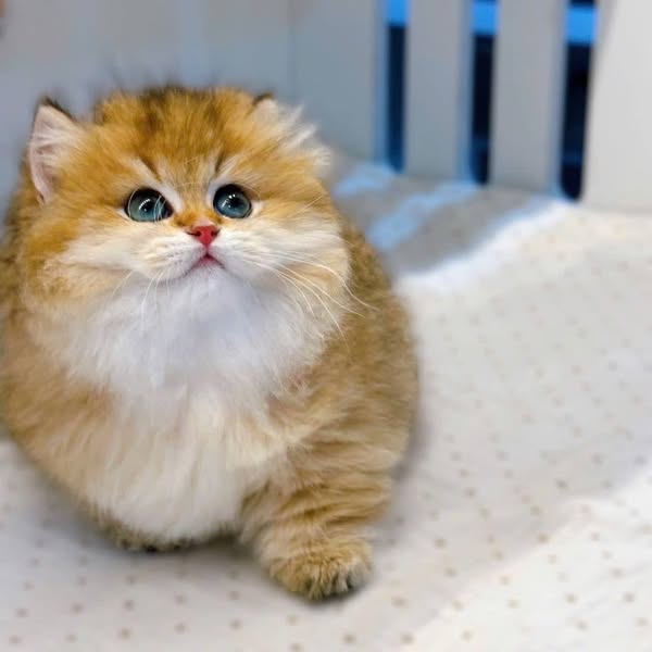 Munchkin Longhair