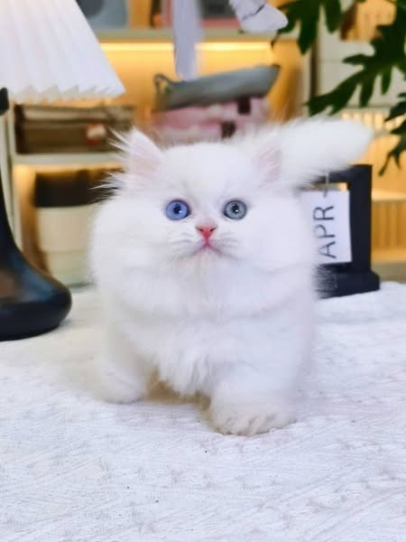 Munchkin Longhair