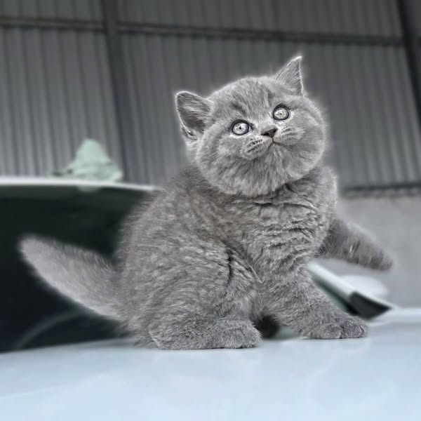 British Shorthair