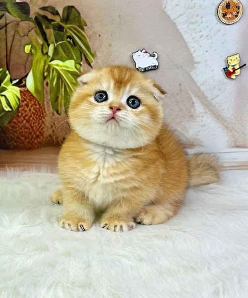 Munchkin Fold