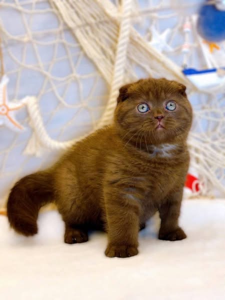 Scottish Fold