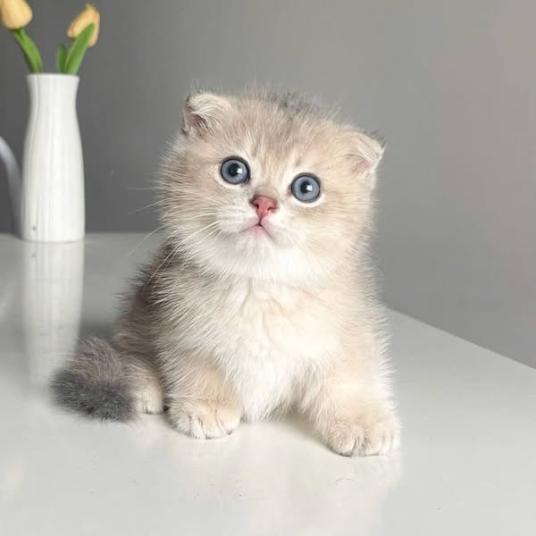 Munchkin Fold