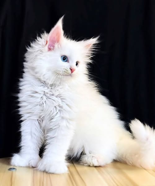 Maine Coon