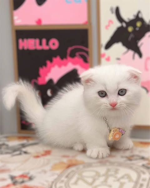 Munchkin Fold