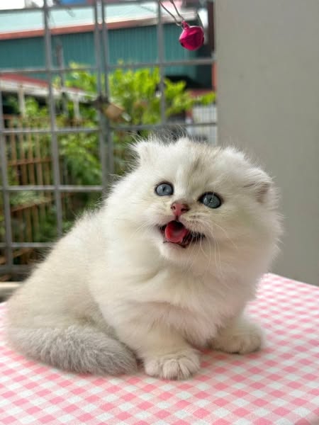 Munchkin Fold Longhair
