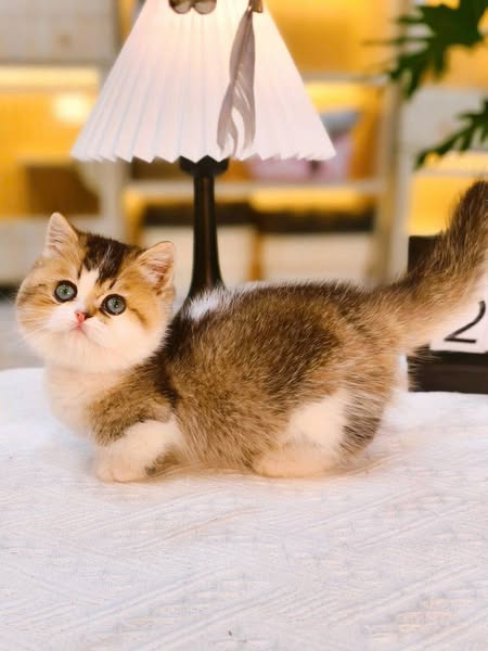 Munchkin