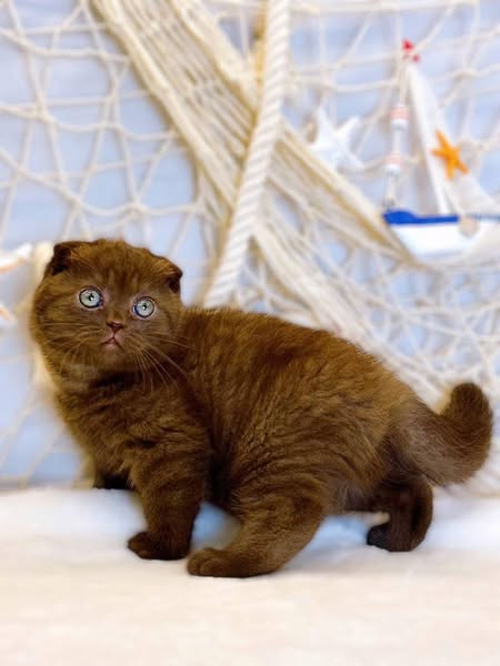 Scottish Fold