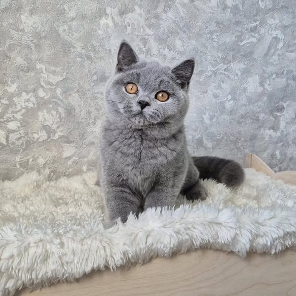Munchkin