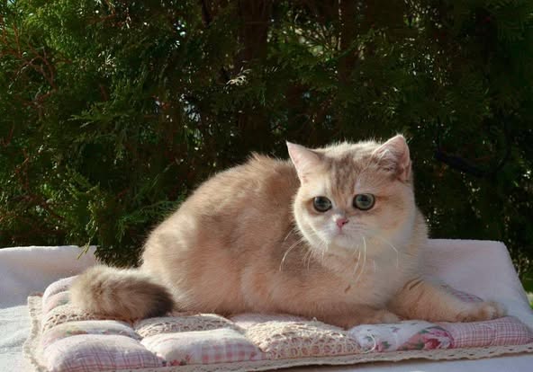 British Shorthair