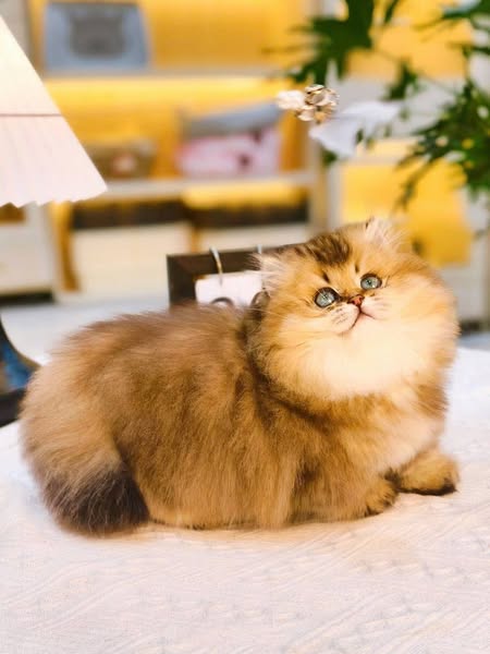 Munchkin Longhair