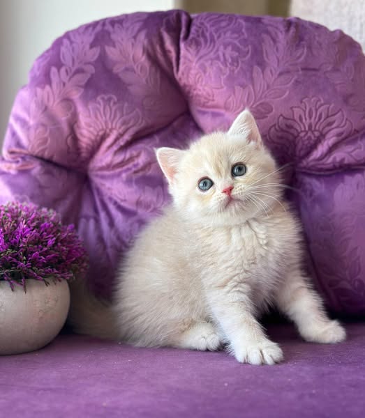 British Shorthair
