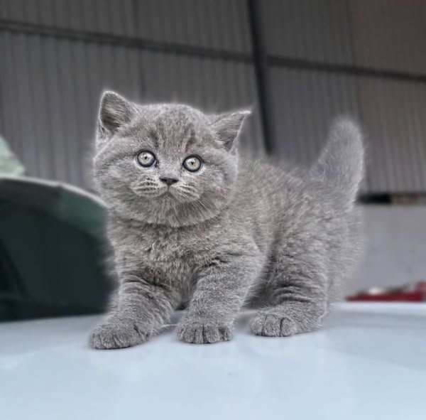 British Shorthair