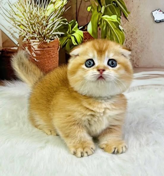Munchkin Fold