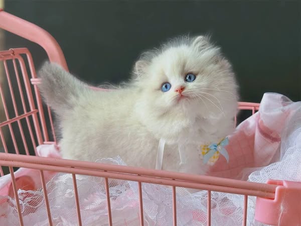 Ragdoll