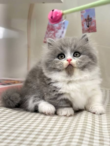 Munchkin Longhair