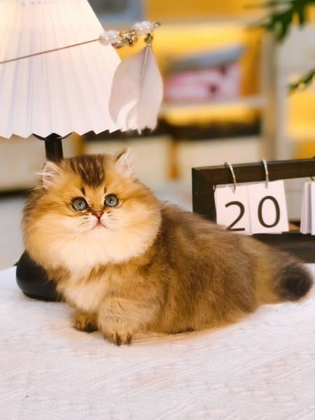 Munchkin Longhair