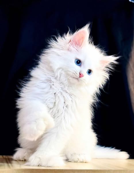 Maine Coon