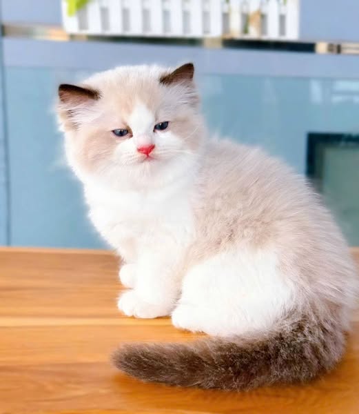 Ragdoll