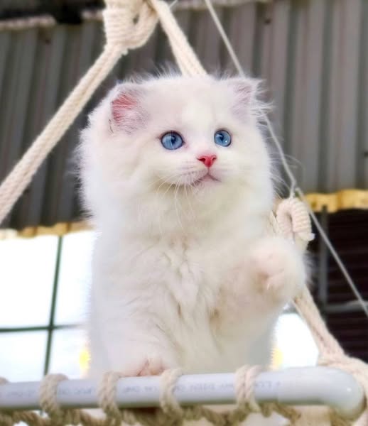 Ragdoll