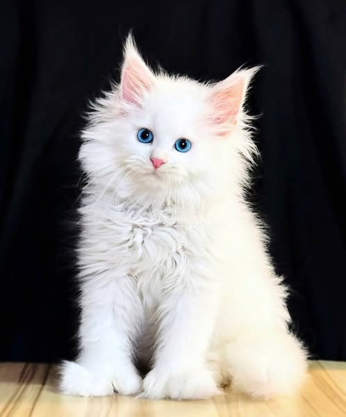 Maine Coon